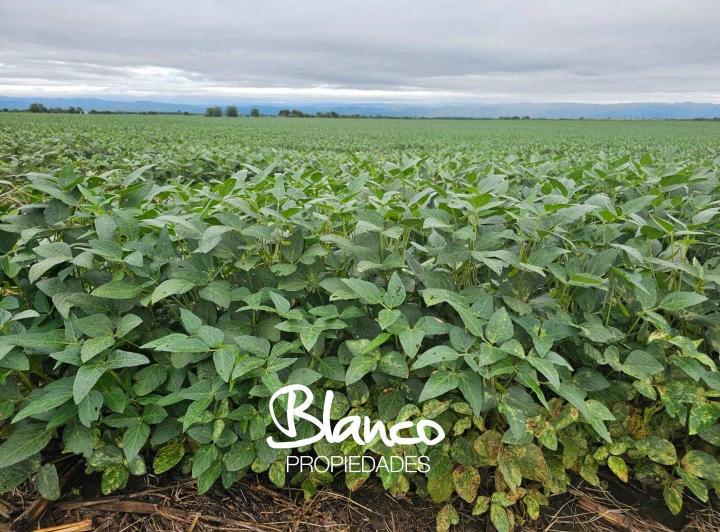 Campo · 375m²