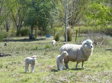 Campo · 58051m² · Campo en Maldonado