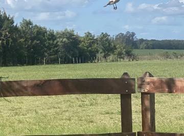 Campo · 150m² · 2 Ambientes · Campo en Curuzu Cuatia
