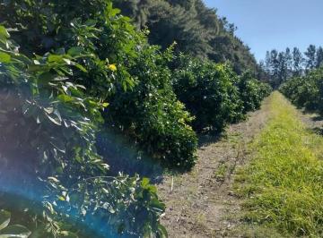 Campo · 220000m² · 1 Ambiente · 22 Hectáreas con Monte de Cítricos y Casco