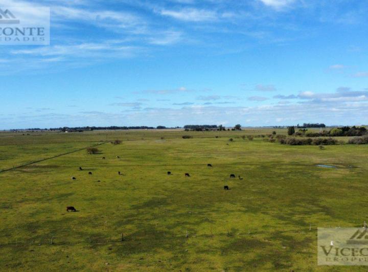 Campo · 1ha