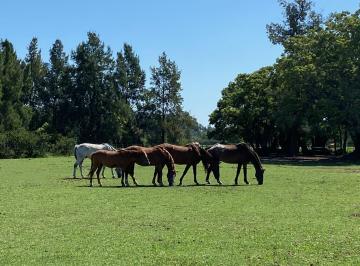 Campo · 31500m² · Excelente Chacra 3 Ha