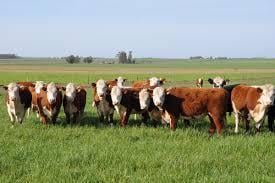 Campo · 1220000m² · 122 Ha Ganderas en Venta - Herrera - Sgo del Estero