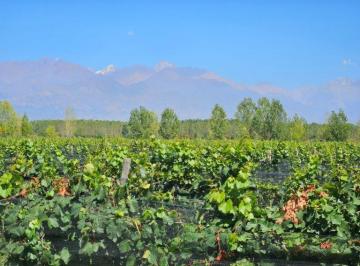 Bodega-Galpón · 100000m² · Bodega con Viñedos a La Venta en Vista Flores