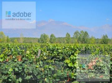 Bodega-Galpón · 100000ha · Bodega con Viñedos a La Venta en Vista Flores
