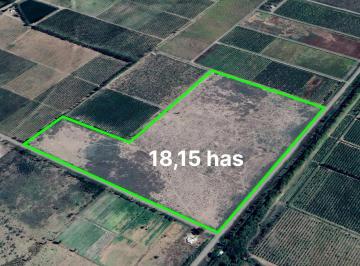 Campo , San Rafael · Se Vende Finca de 18 Hectáreas en San Rafael, Mendoza
