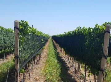 Terreno , San Carlos · Venta Viñedo - San Carlos - Valle de Uco Mendoza