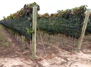 Campo , Luján de Cuyo · Venta Finca 26 Has con Viñedos Premium en Alto Agrelo Lujan de Cuyo