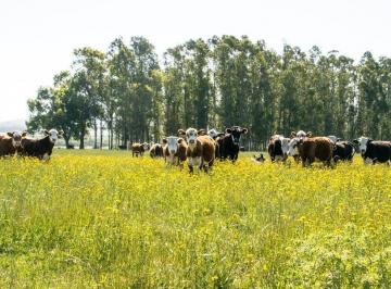Campo · 420000m² · 42 Has Campo Ganadero en Coronda