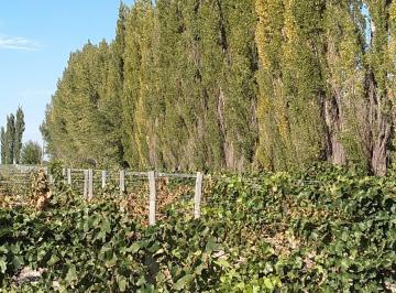 Terreno de 1 ambiente, Santa Rosa · Finca Las Catitas, Mendoza