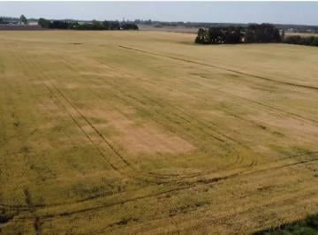 Campo · 240000m² · 24 Has - Camino a Carlos Keen - Lujan - Campo Agricola Ganadero