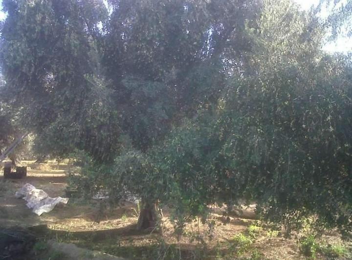 Terreno · 1m²