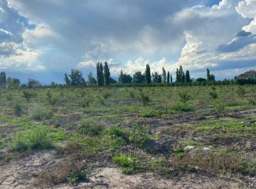 Campo · 95000m² · Venta Finca Tunuyan Mendoza - Vista Flores