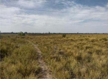 Campo · 120000m² · Vendo 12 Ha San Rafael Mendoza