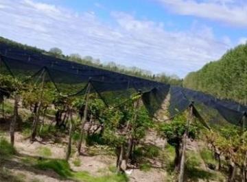 Campo · 250m² · 3 Dormitorios · 2 Cocheras · Finca en Venta San Rafael