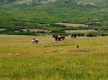 Campo , Cholila · Campo de 1630has en Cholila