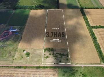 Campo · 37000m² · Venta - Chacra - 3.7 Ha - San Roque - Carmelo