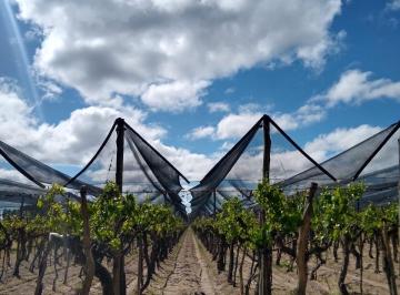 Campo de 4 ambientes, Cuadro Nacional · Finca de 17 Ha con Casa, san Rafael Mendoza