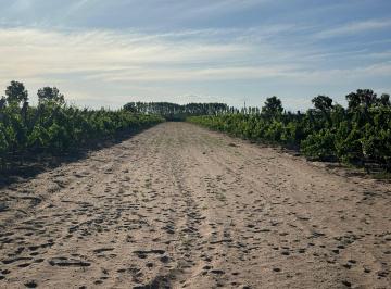 Campo , San Martín · Finca en Producción - San Martin, Mendoza