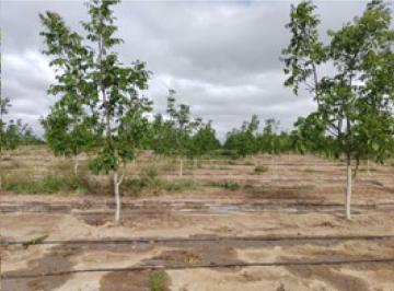 Terreno , Anchoris · Vende – Finca - Tupungato, Mendoza