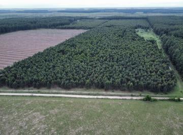 Campo , Arroyo Barú · 289 Has Muy Buen Campo Forestal y Ganadero