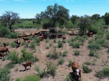 Campo , Chuña · Campo Ganadero en Chuña, Córdoba