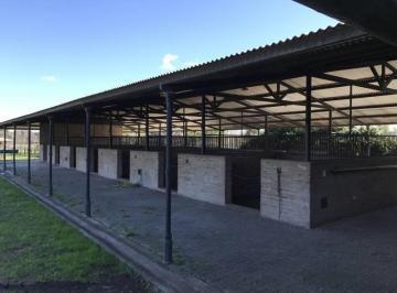 Casa · 300m² · 3 Dormitorios · Oportunidad Alquiler Chacra con Caballerizas - Zona Pilará - Mallmann Propiedades