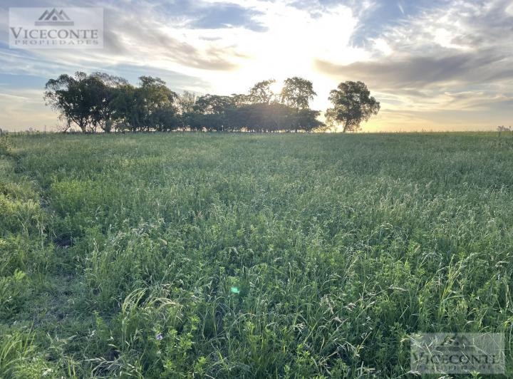 Campo · 63m²
