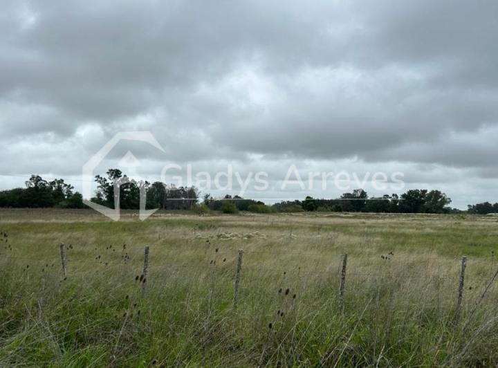 Campo · 35100m²
