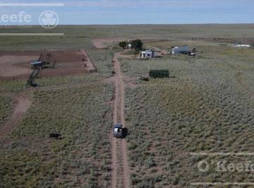 Campo · 100m² · 3 Ambientes · Campo en Venta de 27950 Has en Gral Alvear Mendoza. Armada Para Cria/recria