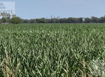 Campo , Saladillo · Campo Agricola 30 Has, del Carril, Partido de Saladillo, Provincia de Buenos Aires