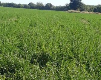 Campo · 1549m² · Venta Excelente Campo Ganadero Mixto con Riego en Cruz del Eje (Cba)