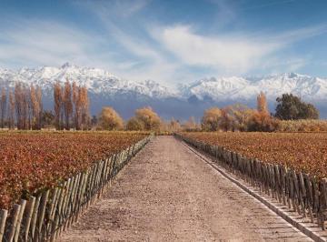 Bóveda, nicho o parcela · Sociedad de 3 Fincas en Venta en El Valle de Uco Mendoza