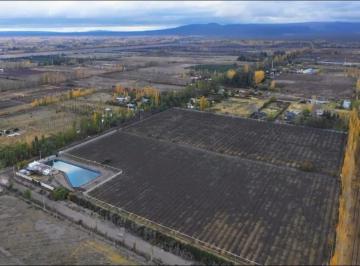 Campo · 79600m² · Finca Premium de Ciruelas Dagen con Infraestructura de Alta Tecnología – Cuadro Benegas – San Rafael