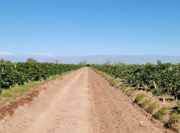 Campo , Maipú · Finca en Las Margaritas - Maipu
