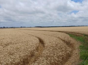 Campo · 2090000m² · Venta 200 Ha - Batan