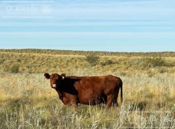 Campo · 740000000m² · Campo de Cría/recría 74.000 Ha Para 8800 Madres, Armado en Mendoza