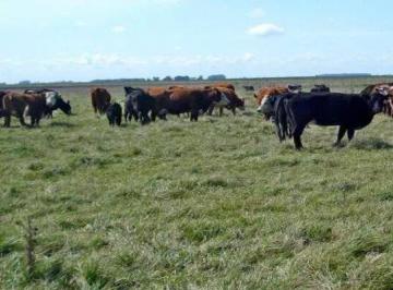 Campo , General Lavalle · 240 Hectáreas Ganaderas en General Lavalle - Sc541