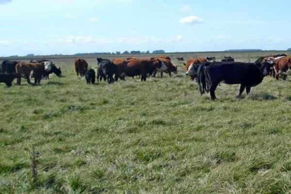 Campo · 2400000m²