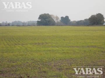 Campo · 600000m² · Campo - San Pedro