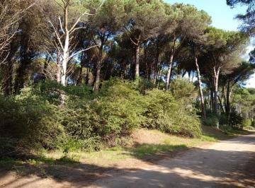 Terreno · 968m² · Lote Cariló - Urrutaú E/ Cerezo y Caoba