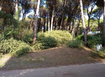Terreno · 968m² · 1644 - Lote Carilo - Urrutaú E/ Caoba y Cerezo