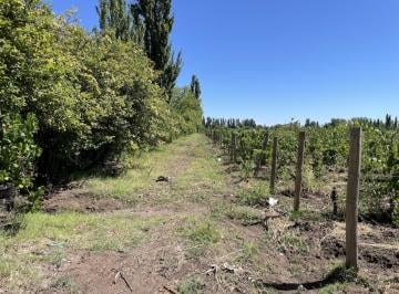 Campo de 3 ambientes, San Rafael · Se Vende Finca 4 Hectáreas - Cañada Seca - San Rafael Mendoza