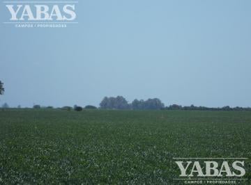 Campo · 1210000m² · Campo - San Pedro