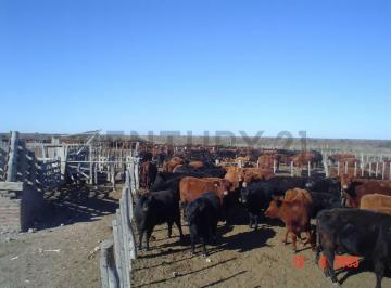 Oficina comercial · 50m² · Campo Ganadero La Pampa