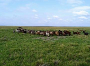 Campo · 80m² · Venta de Estancia de 30000 Ha en La Pampa, Chical Co, Algarr