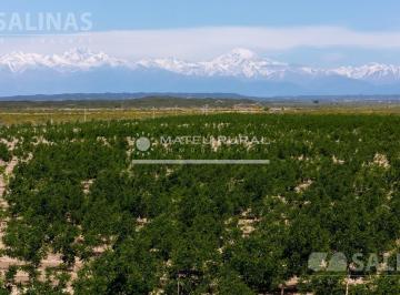 Campo · 850000m² · Finca con Nogales en Anchoris