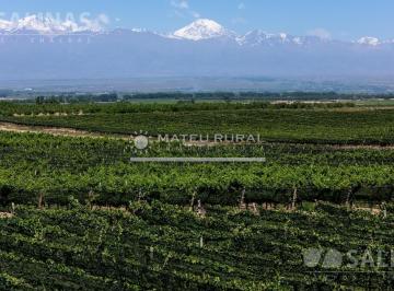 Campo · 2090000m² · Finca con Viñedos en Tupungato