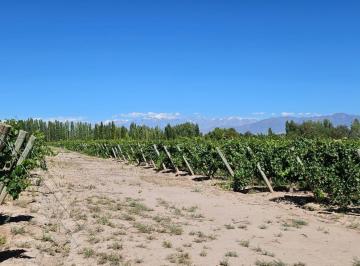 Campo · 80m² · 2 Dormitorios · Finca de 20 Has de Malbec en Venta en Perdriel