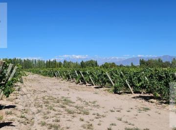 Campo · 80ha · 2 Dormitorios · Finca de 20 Has de Malbec en Venta en Perdriel